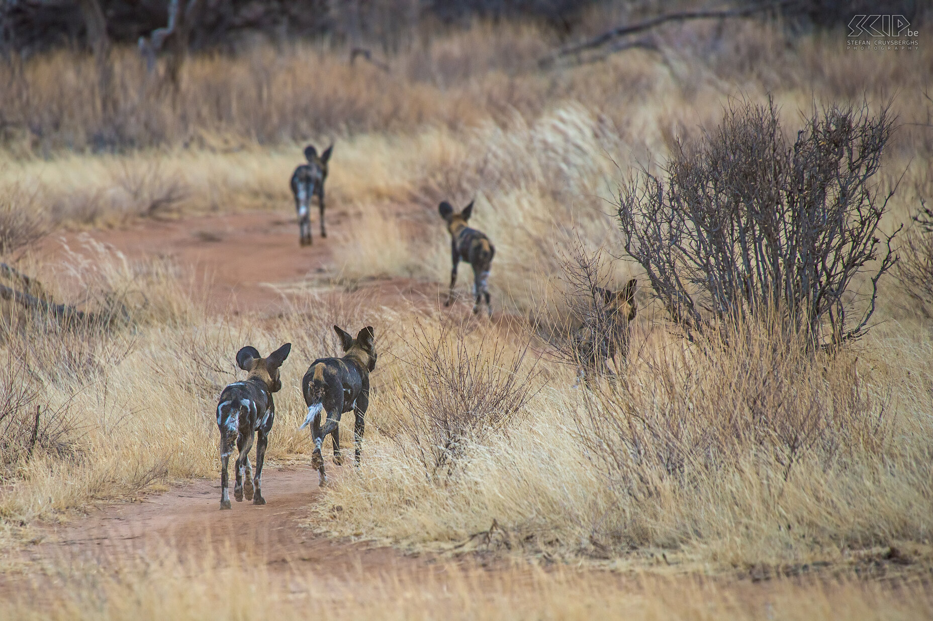 Samburu - Wild dogs We tried to follow the pack of African wild dogs but finally they run away into the hills. Stefan Cruysberghs